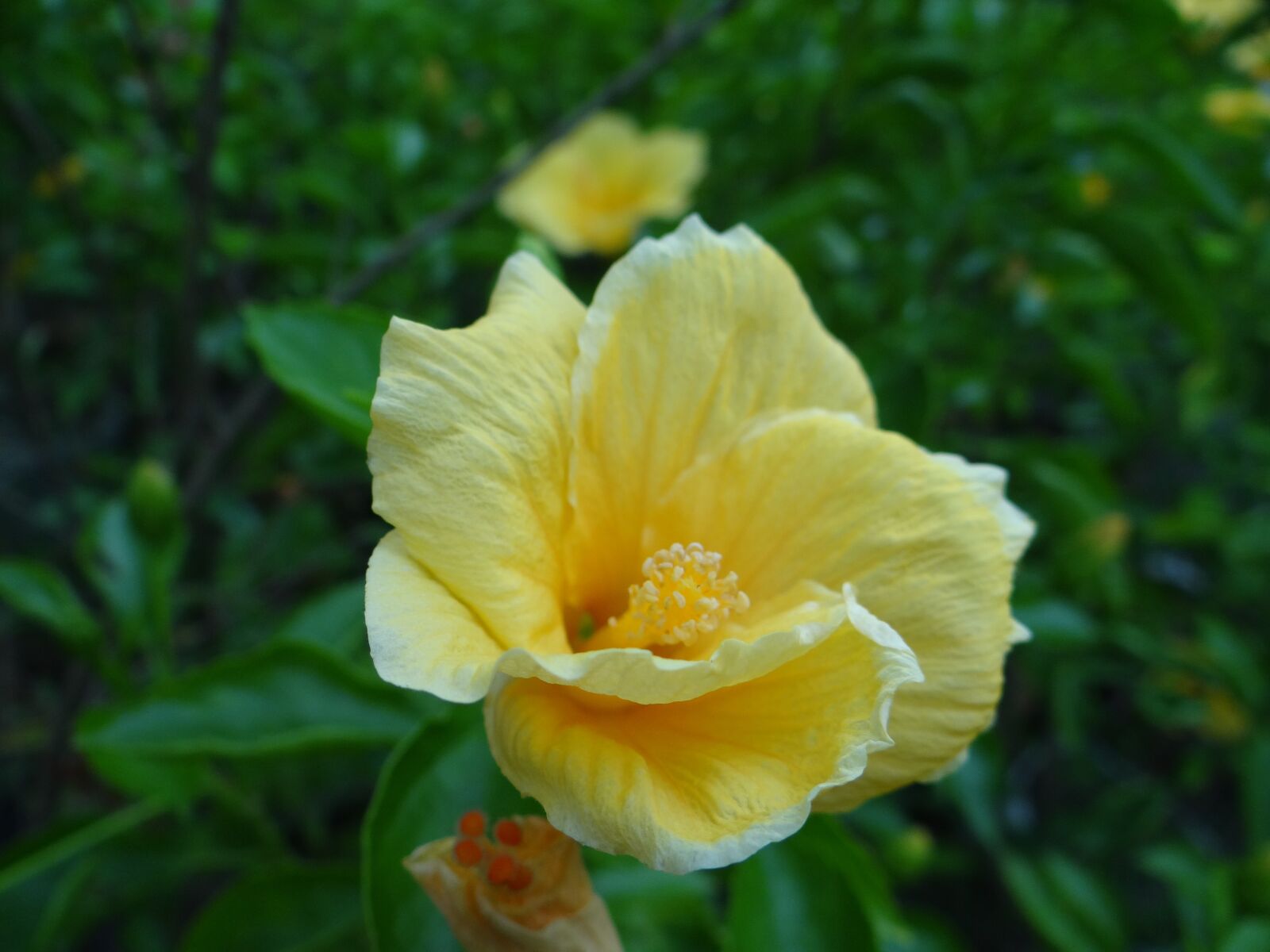 Sony DSC-HX200V sample photo. Yellow, closeup, flower photography