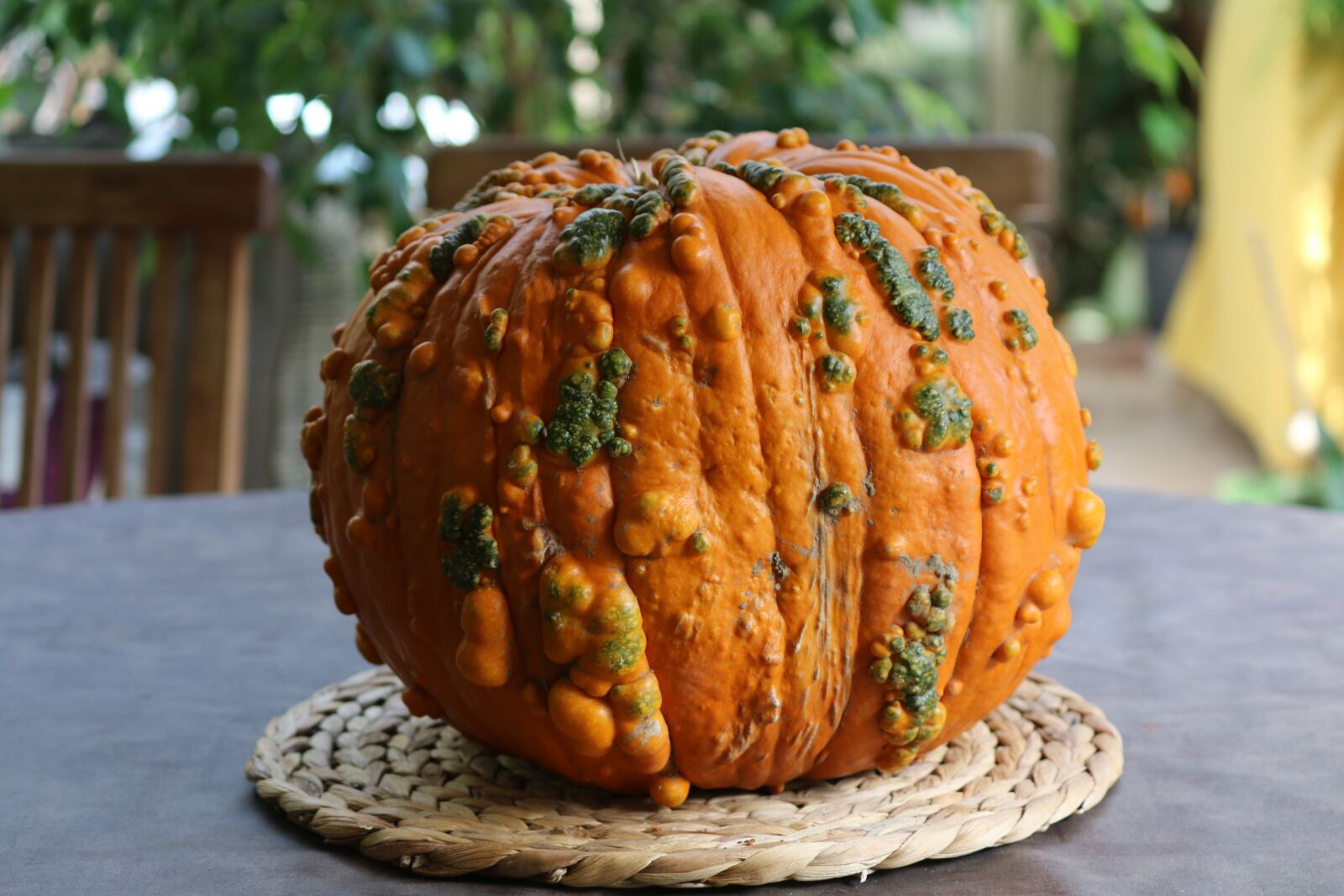 Canon EOS 70D sample photo. Squash, one, vegetable photography