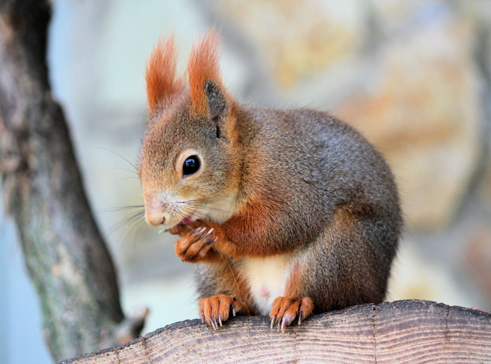 Canon EOS 550D (EOS Rebel T2i / EOS Kiss X4) sample photo. The squirrel, rusty, rodent photography