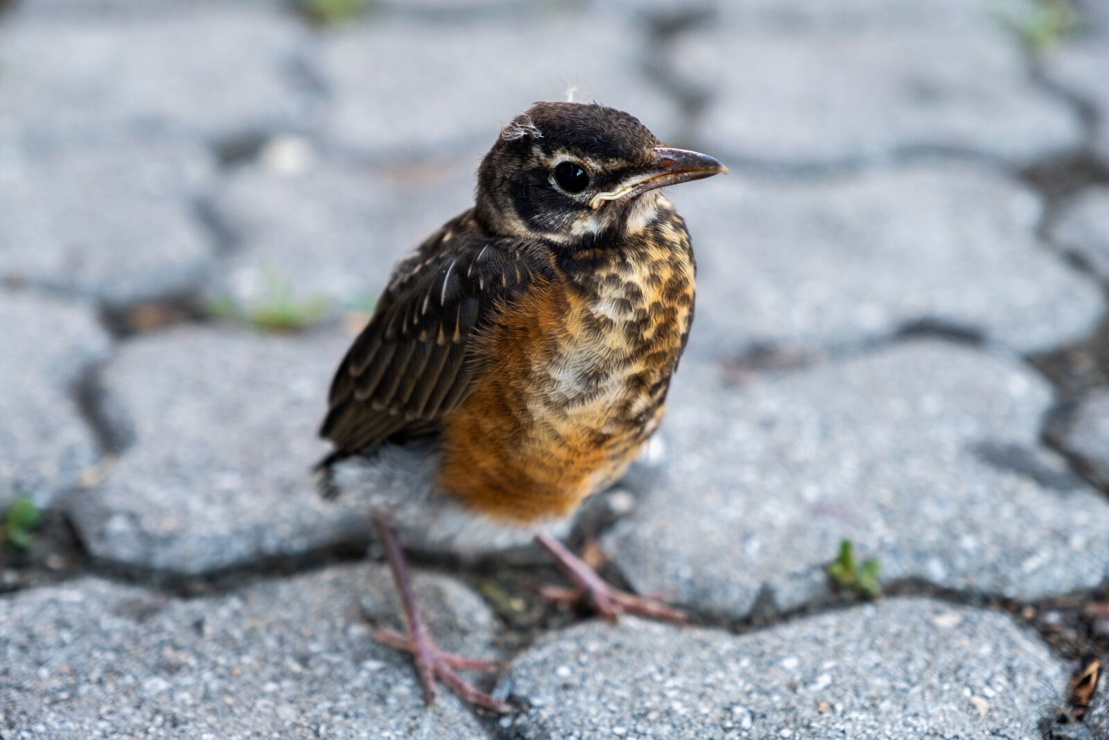 Fujifilm X-T2 sample photo. Bird, sparrow, baby photography