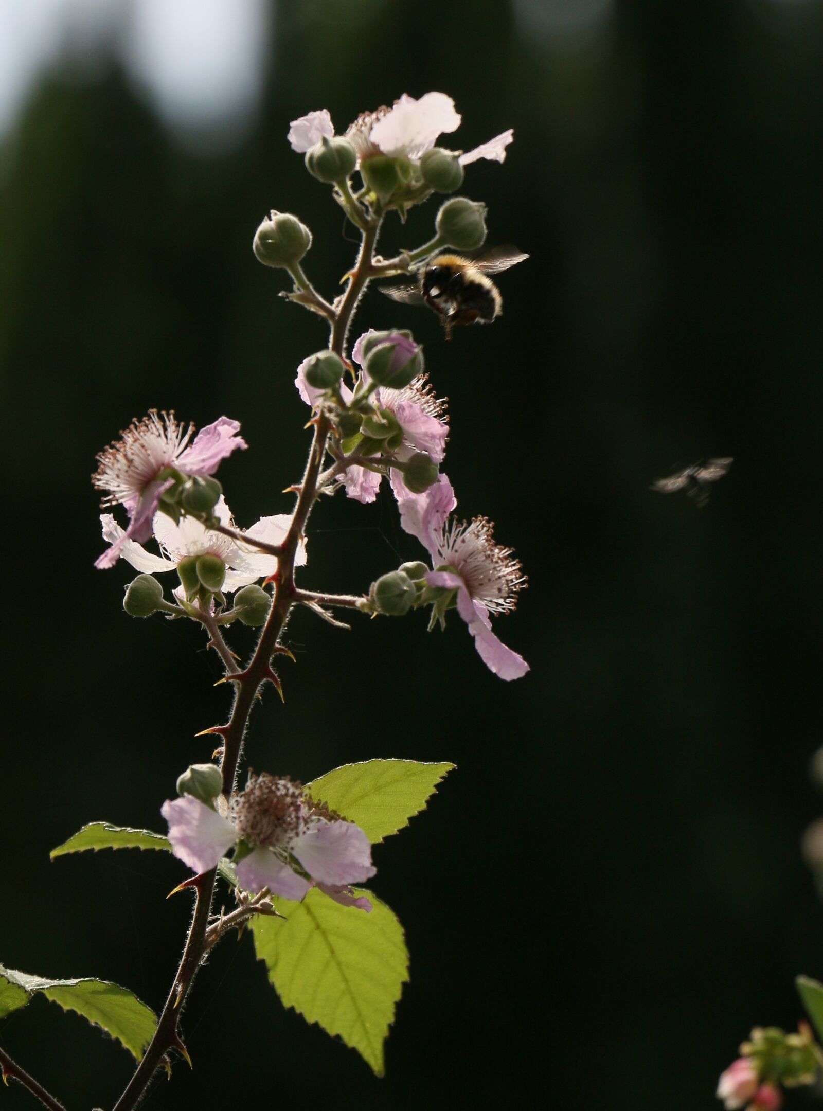 Canon EOS 70D sample photo. Nature, blossom, summer photography
