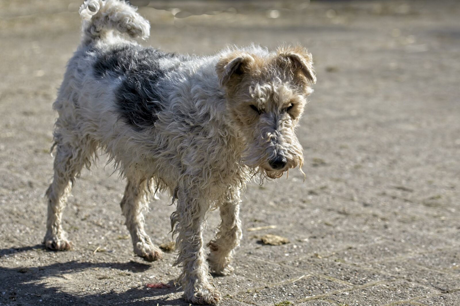 Canon EOS R sample photo. Fox terrier, dog, terrier photography