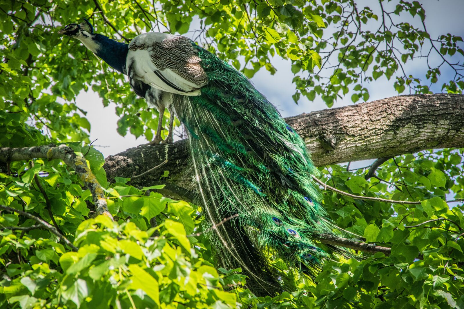 Nikon D5300 sample photo. Peacock, bird, feather photography
