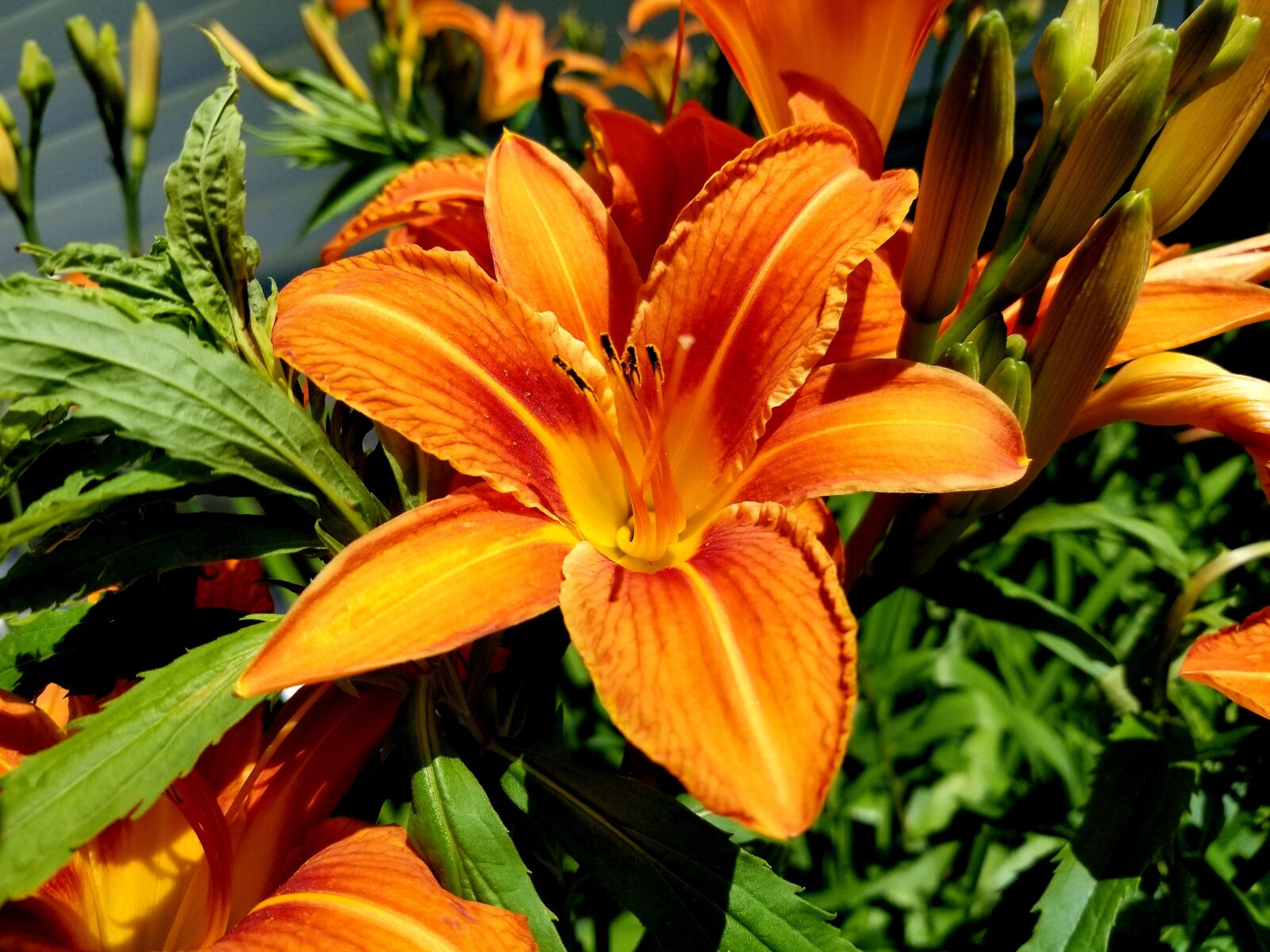 Samsung Galaxy S8+ sample photo. Tiger lily, lily, orange photography