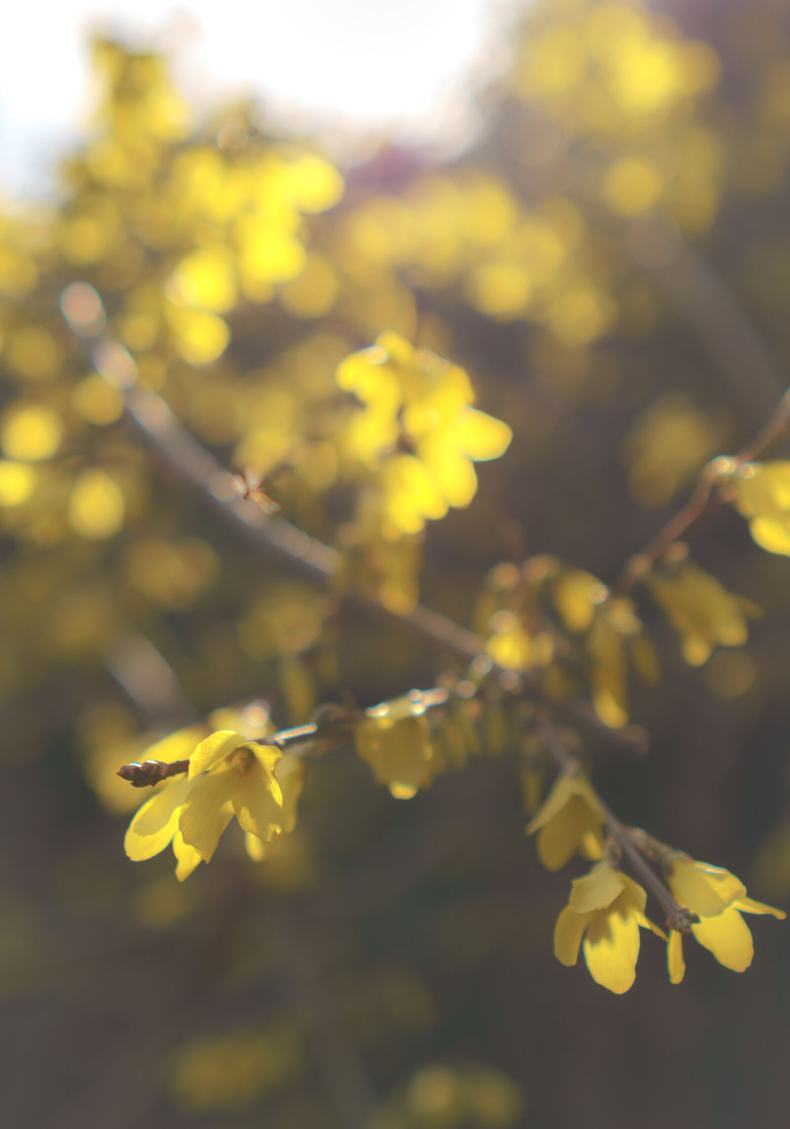 Sony a6000 + Sony E 35mm F1.8 OSS sample photo