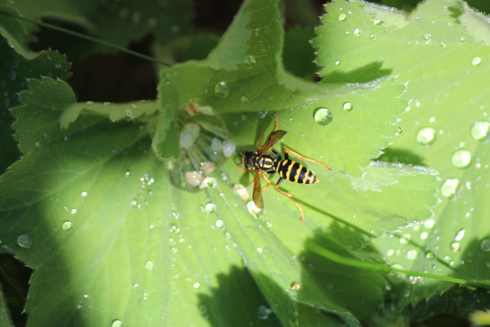 Canon EOS 700D (EOS Rebel T5i / EOS Kiss X7i) sample photo. Wasp, leaf, drop of photography