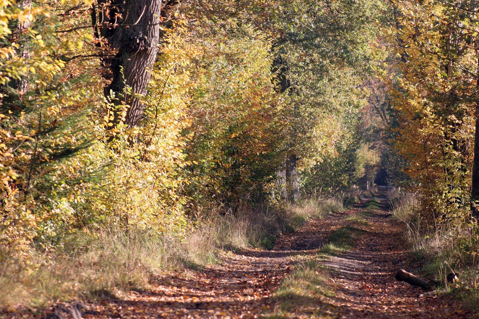 Canon EOS 20D sample photo. Autumn, forest, nature photography