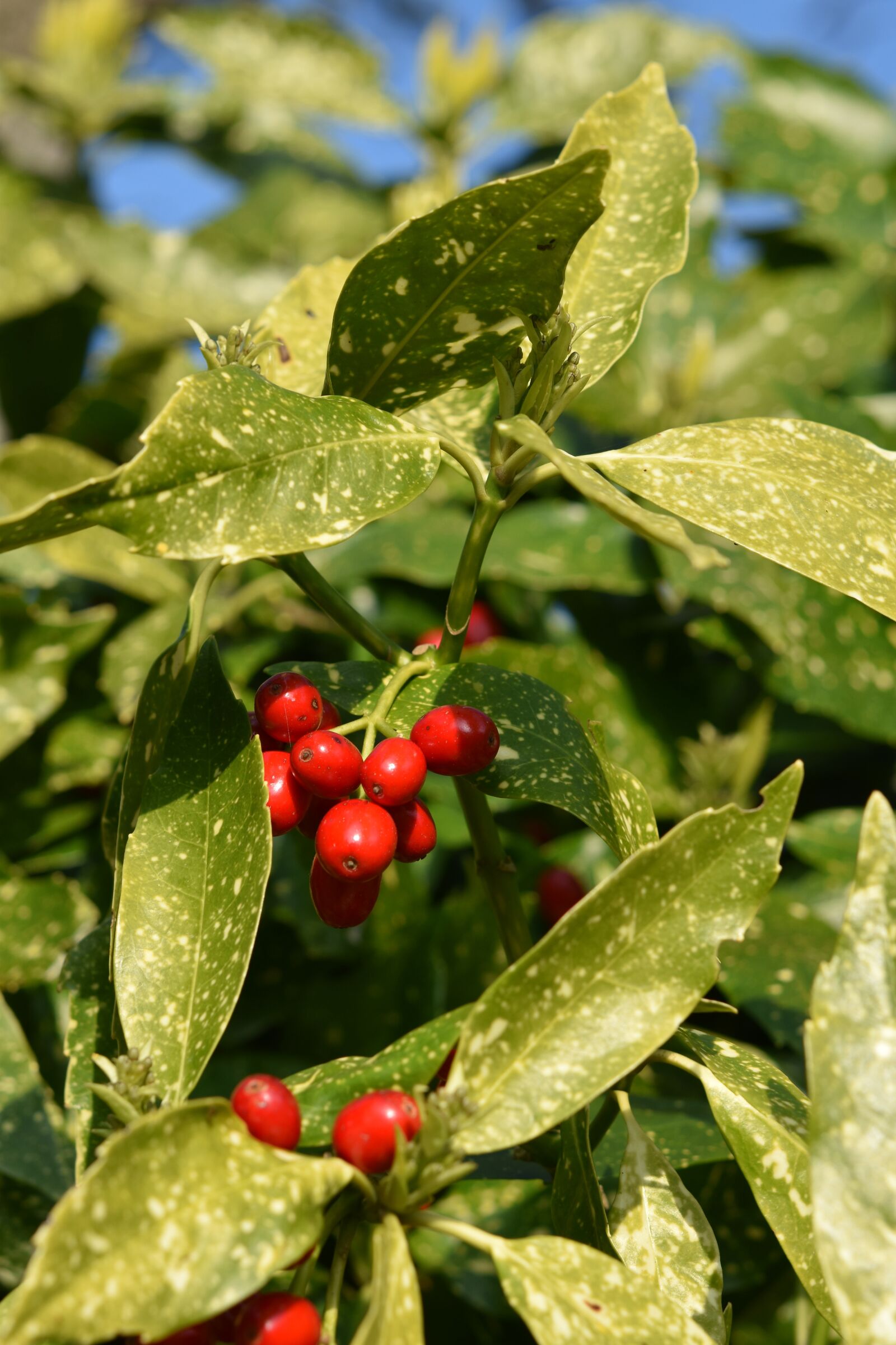 Nikon D5600 sample photo. Shrub, small fruit tree photography