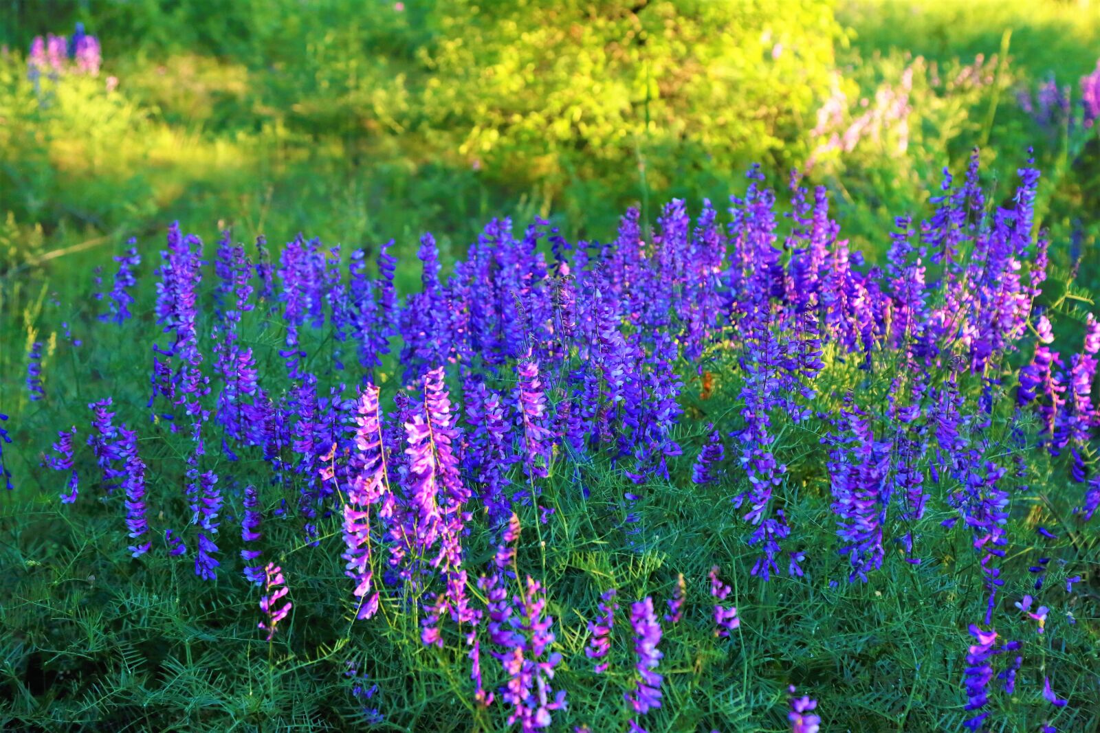 Canon EF 24-105mm F4L IS USM sample photo. Flowers, spring, nature photography