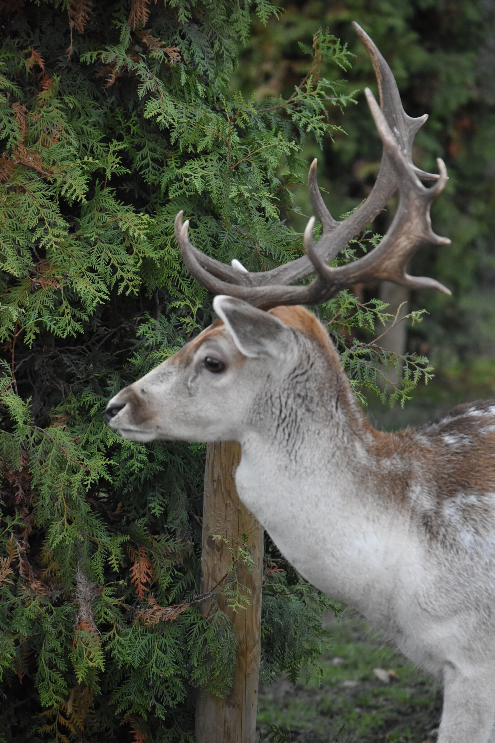 Nikon D5500 sample photo. Wood, deer, nature photography