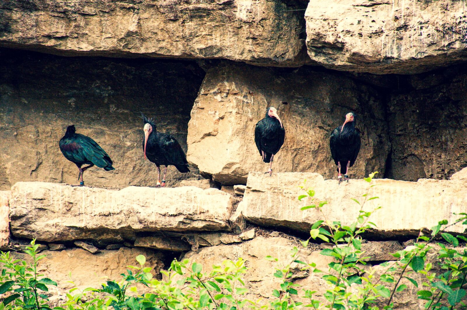 Nikon D90 sample photo. Bald ibis, birds, plumage photography