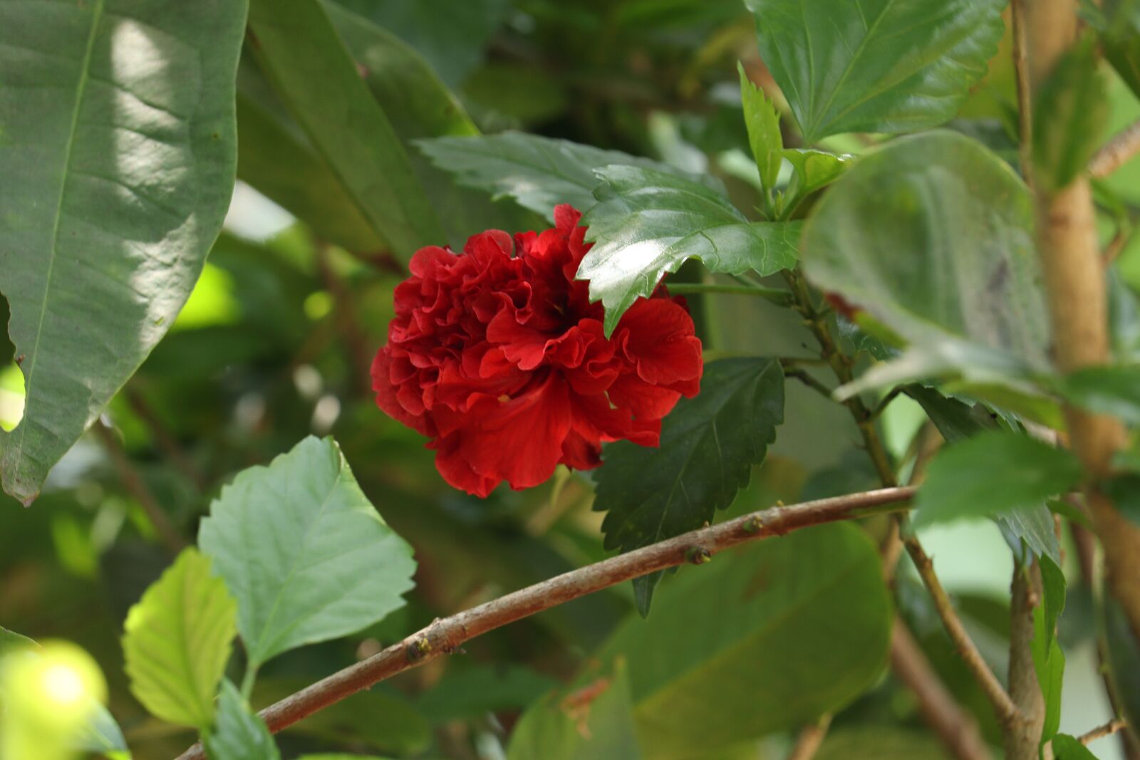 Canon EOS 250D (EOS Rebel SL3 / EOS Kiss X10 / EOS 200D II) sample photo. Flower, kerala, green photography
