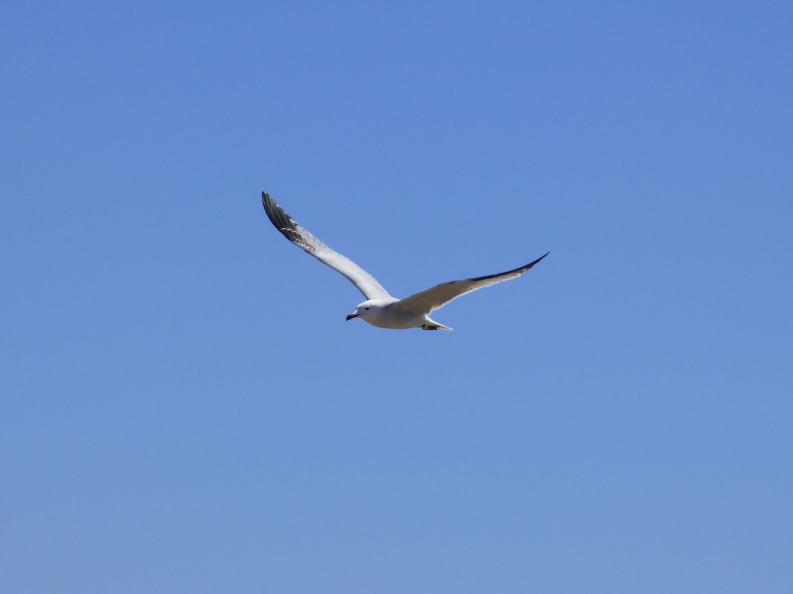 Panasonic Lumix DMC-FZ70 sample photo. Seagull, audouin's gull, gavina photography