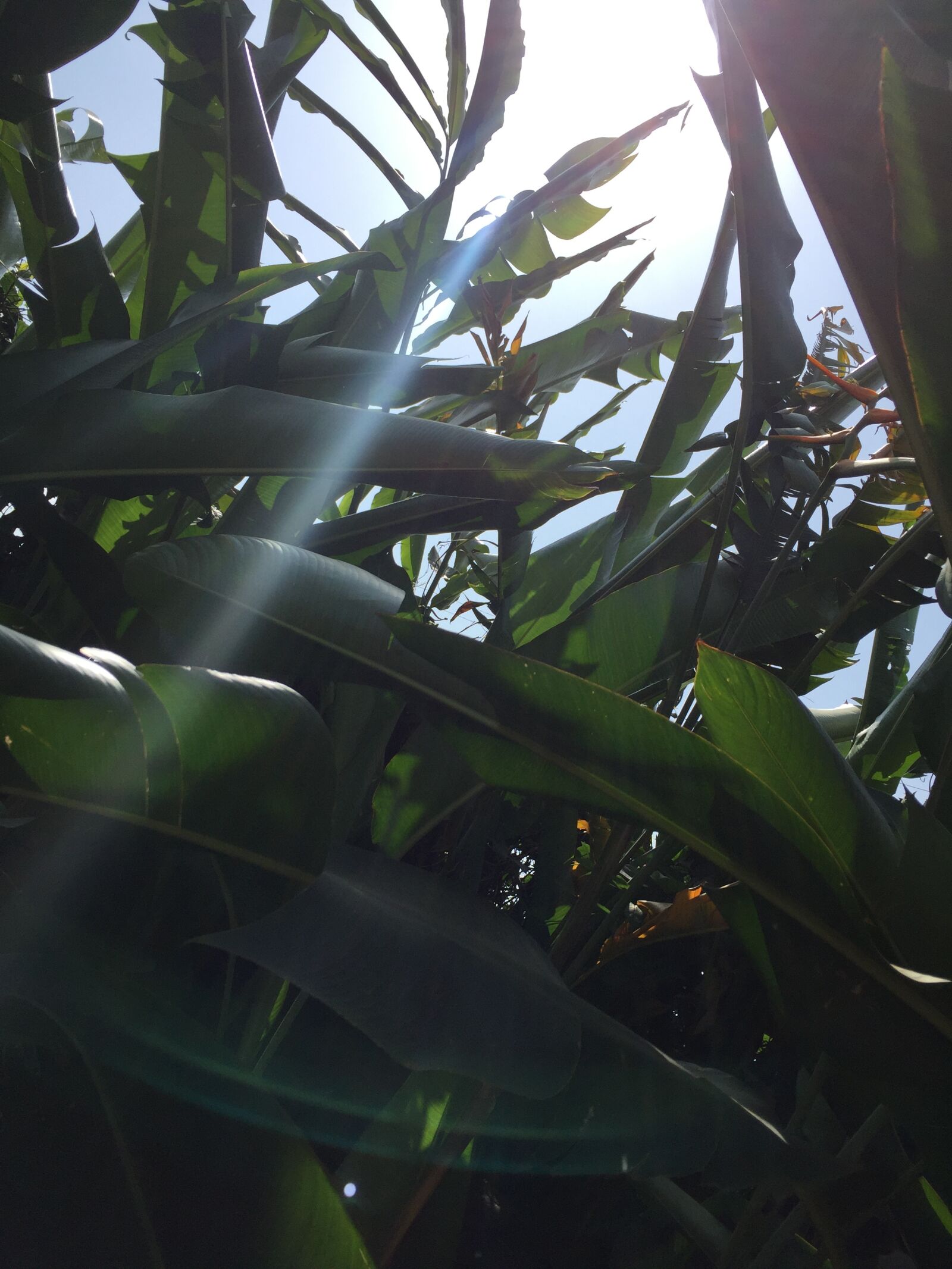 Apple iPhone 6 sample photo. Sun, ray photography