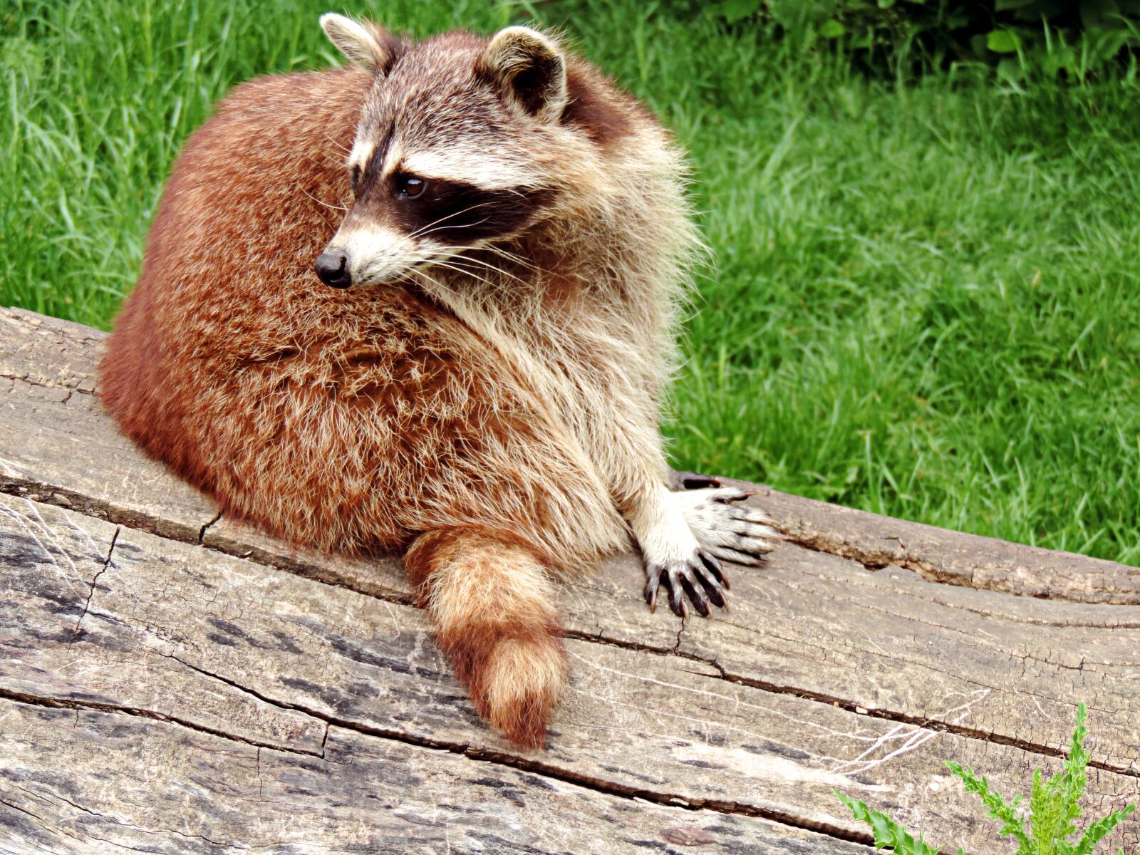 Nikon Coolpix P520 sample photo. Raccoon, small bear, wild photography