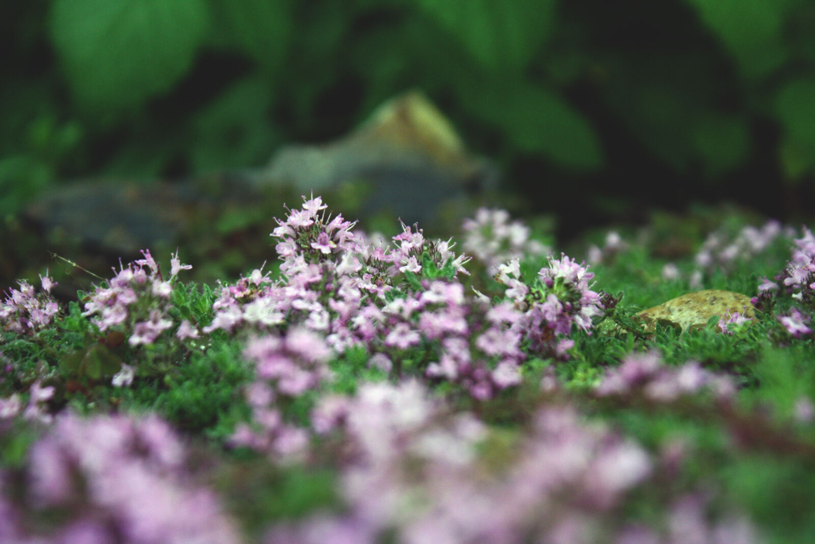 Canon EOS 1000D (EOS Digital Rebel XS / EOS Kiss F) sample photo. Close, up, clover, flower photography
