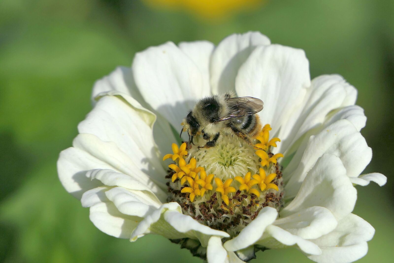 Panasonic Lumix DMC-FZ2500 (Lumix DMC-FZ2000) sample photo. Bee, blossom, bloom photography