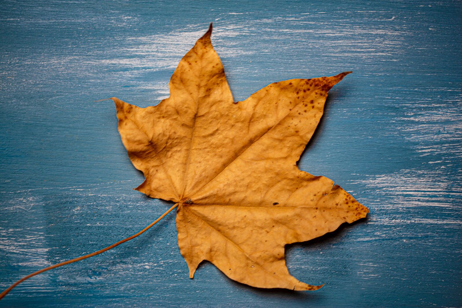Nikon D610 sample photo. Leaf, blue, background photography