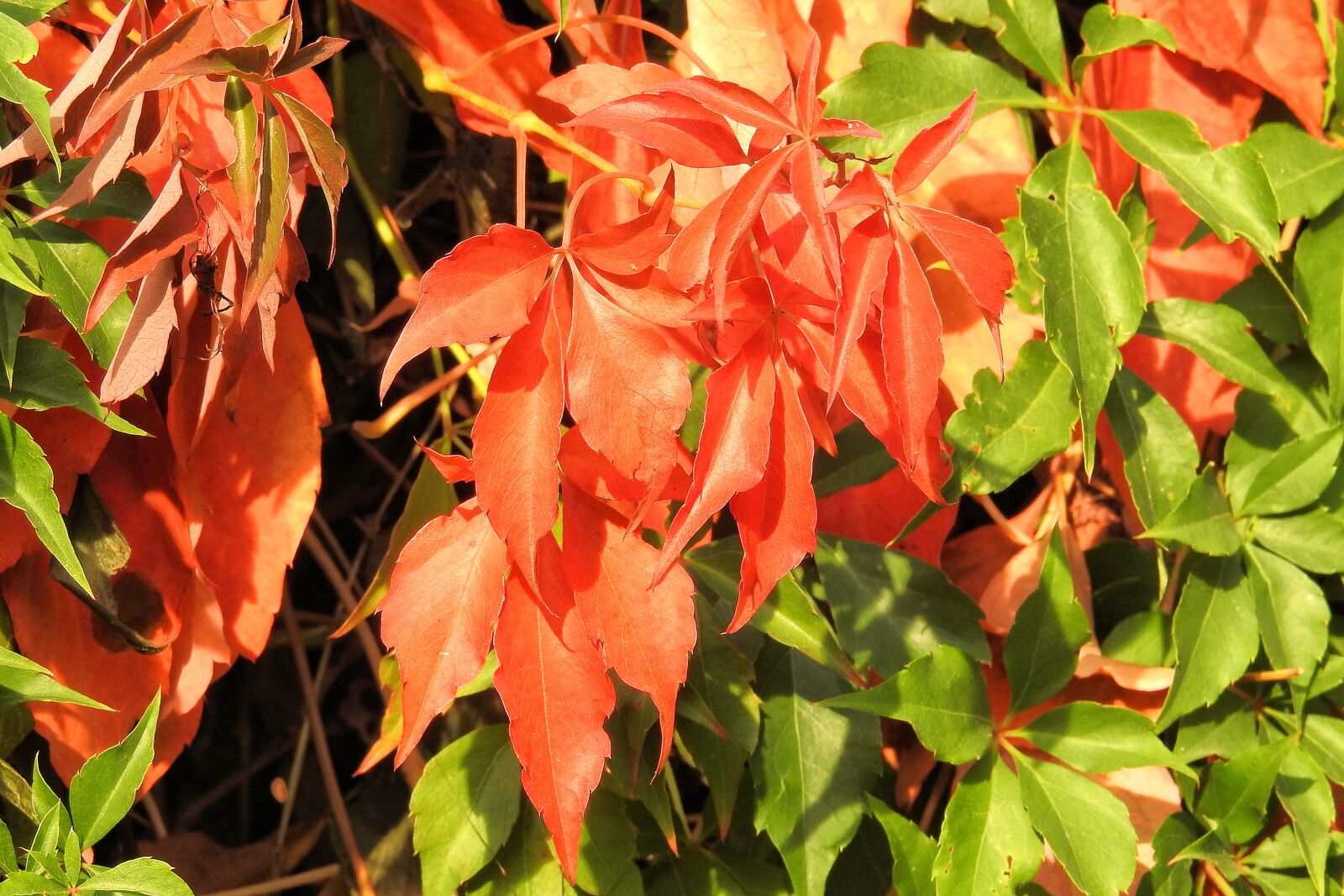 Nikon Coolpix P900 sample photo. Leaves, colorful leaves, fall photography