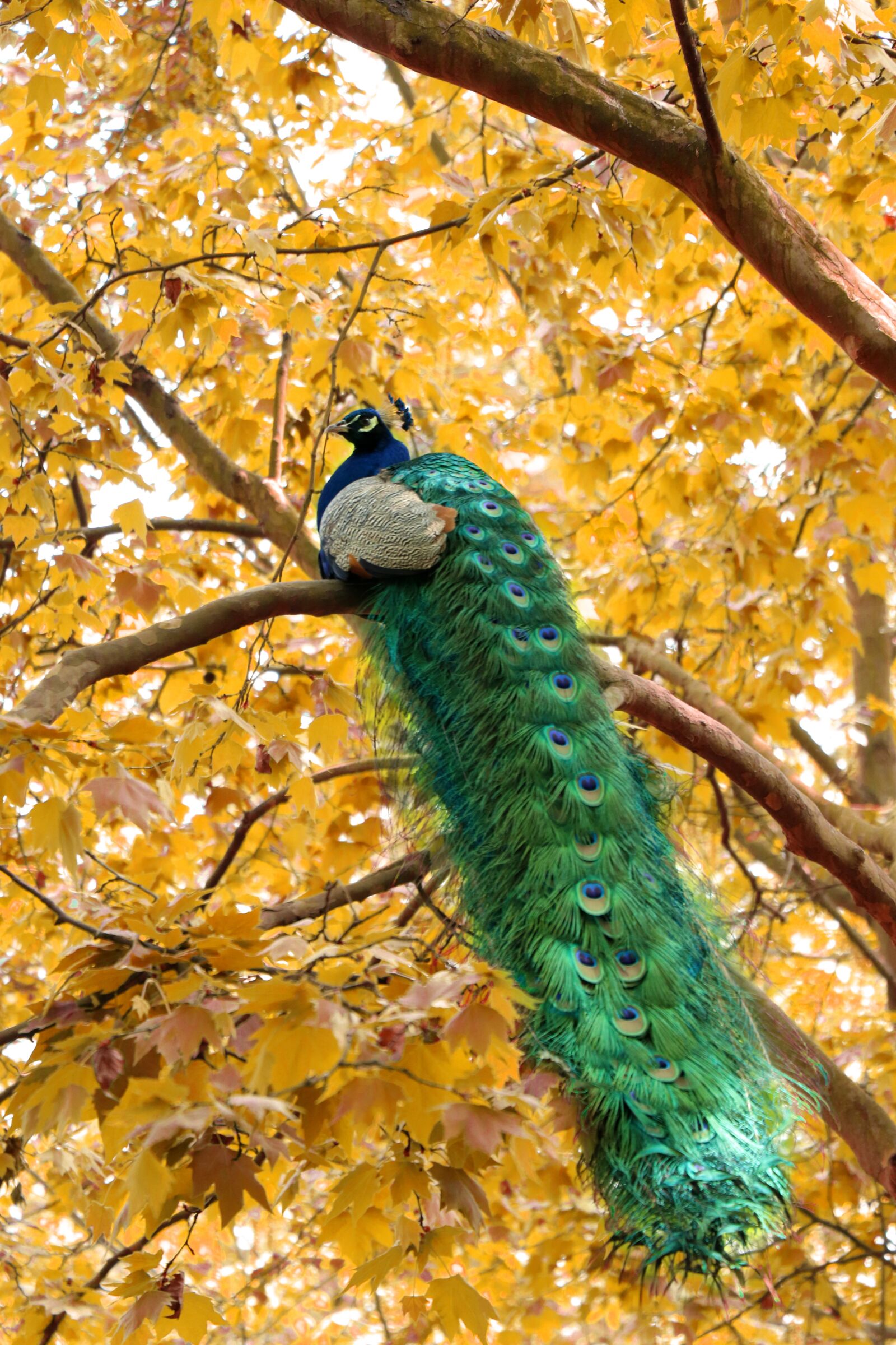 Canon EOS 77D (EOS 9000D / EOS 770D) sample photo. Nature, tree, autumn photography