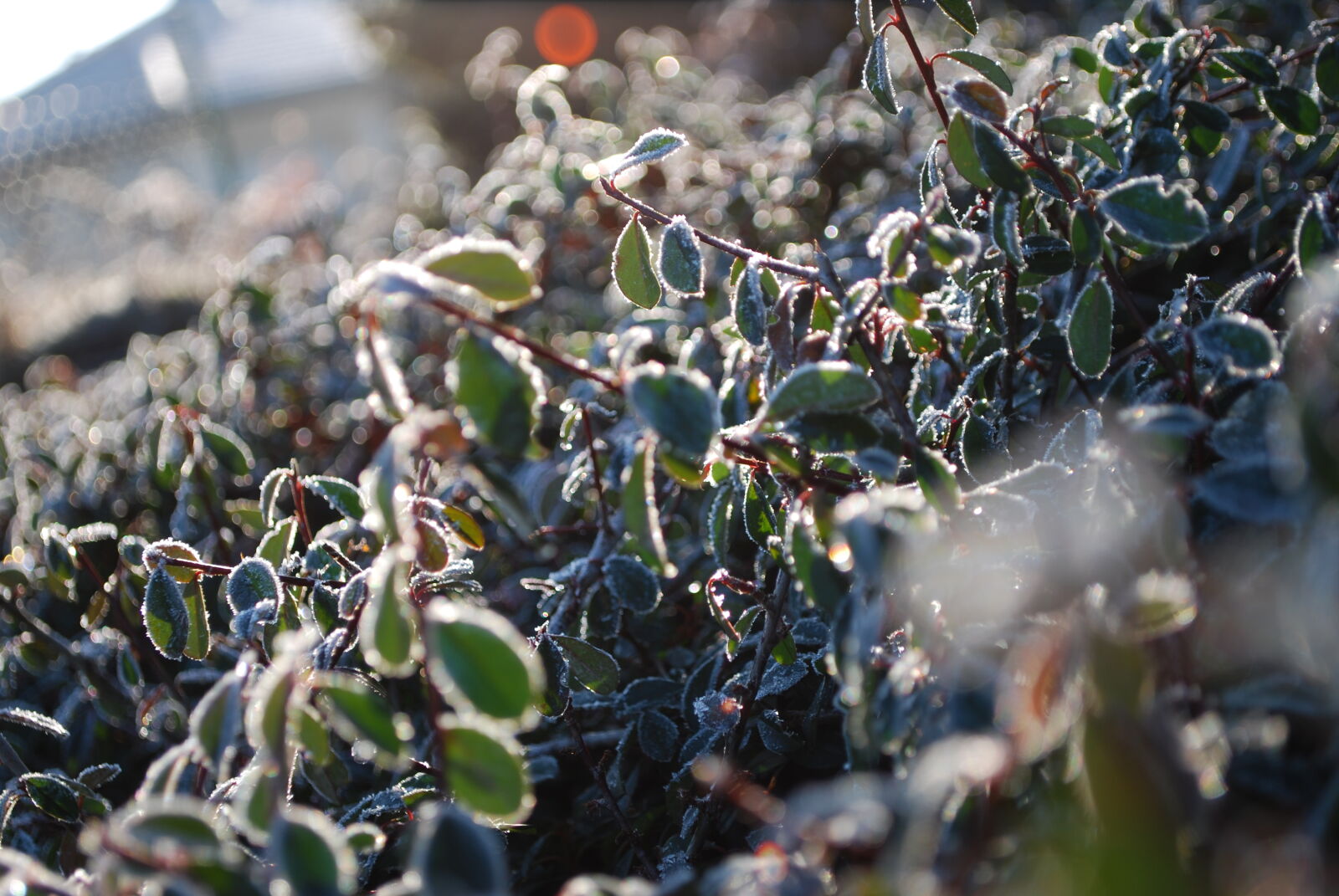 Nikon D60 + Nikon AF-S DX Nikkor 18-55mm F3.5-5.6G VR sample photo. Blue, freeze, garden, plant photography