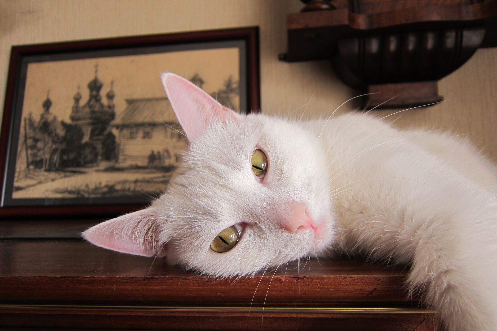 Canon PowerShot ELPH 500 HS (IXUS 310 HS / IXY 31S) sample photo. белая кошка, домашний любимец, cat photography