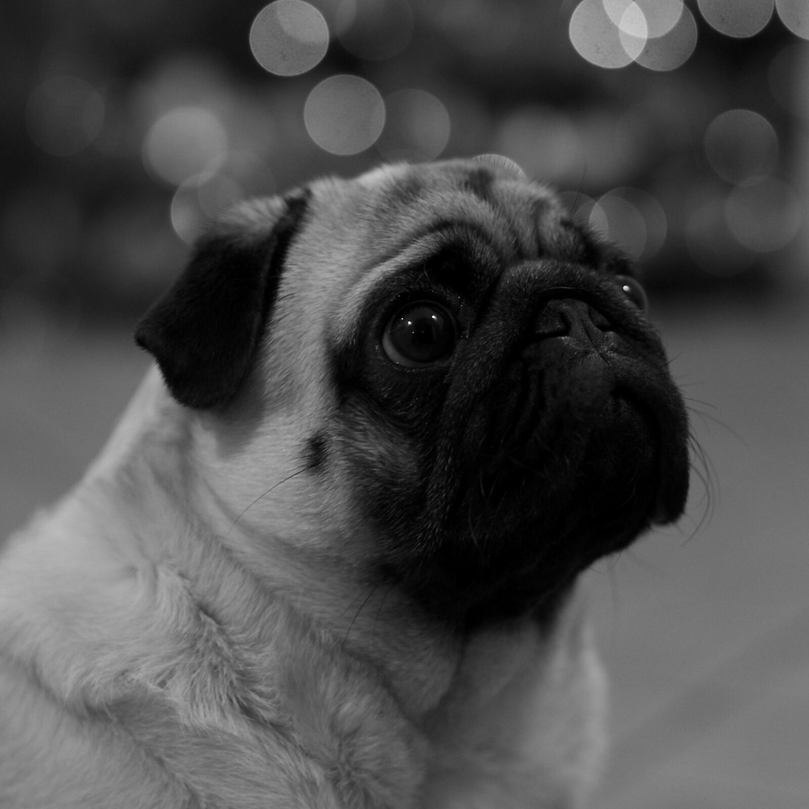 Olympus PEN E-PL5 sample photo. Grayscale, photography, of, medium photography