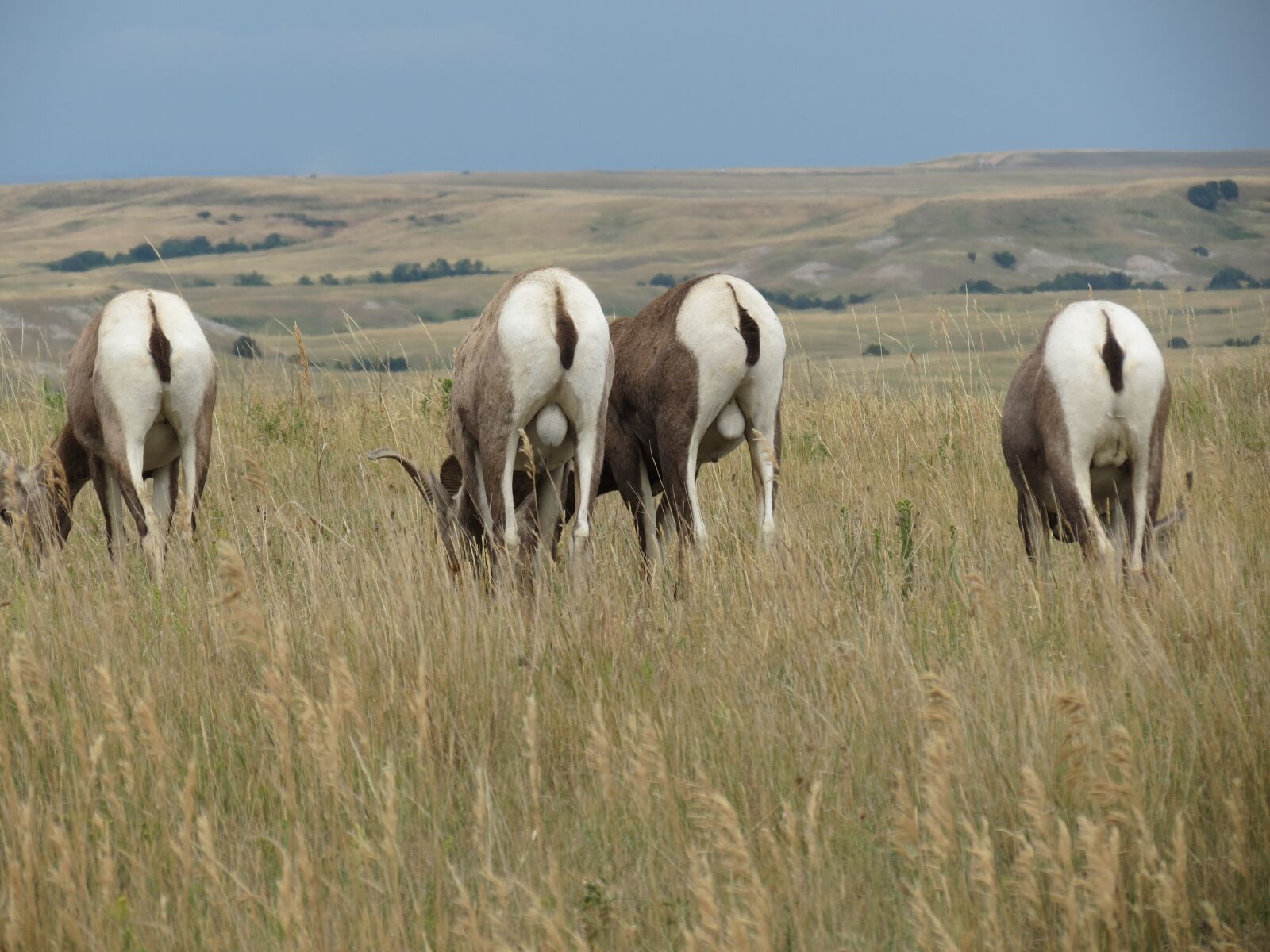 Canon PowerShot SX40 HS sample photo. Mountain sheep, meadow, grass photography