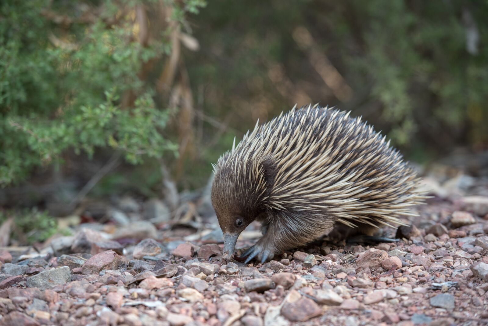 Nikon D750 sample photo. Echidna, monotreme, mammal photography