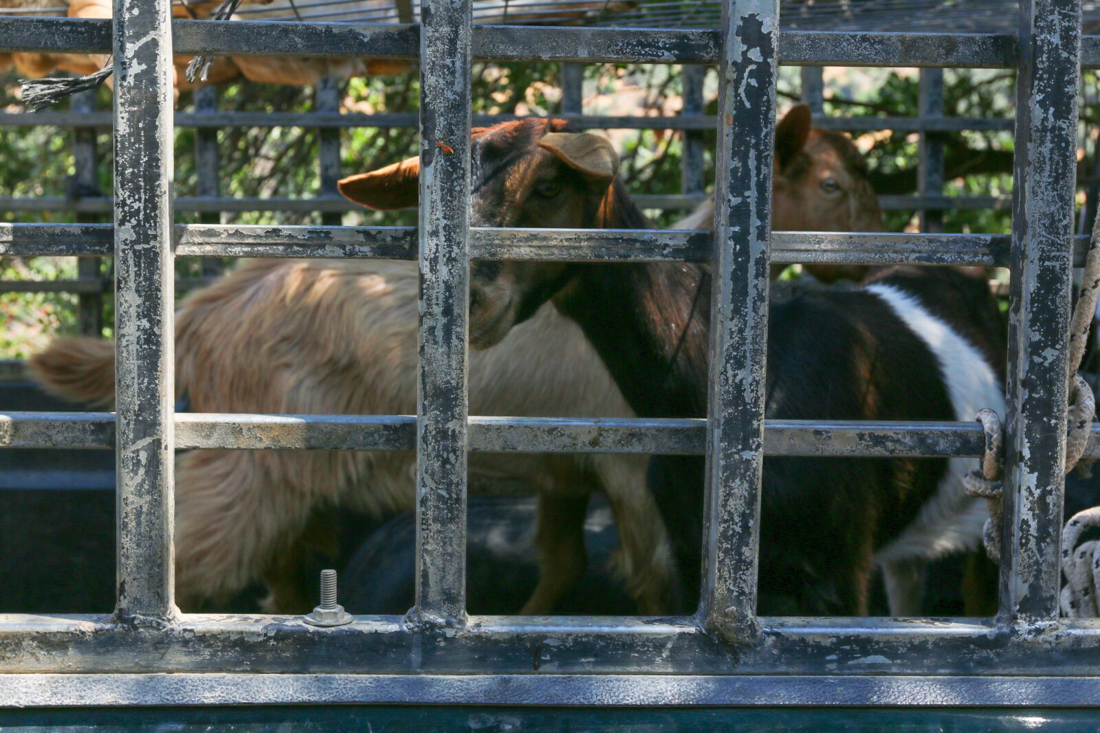 Canon EOS 70D sample photo. Cage, goat, animal photography