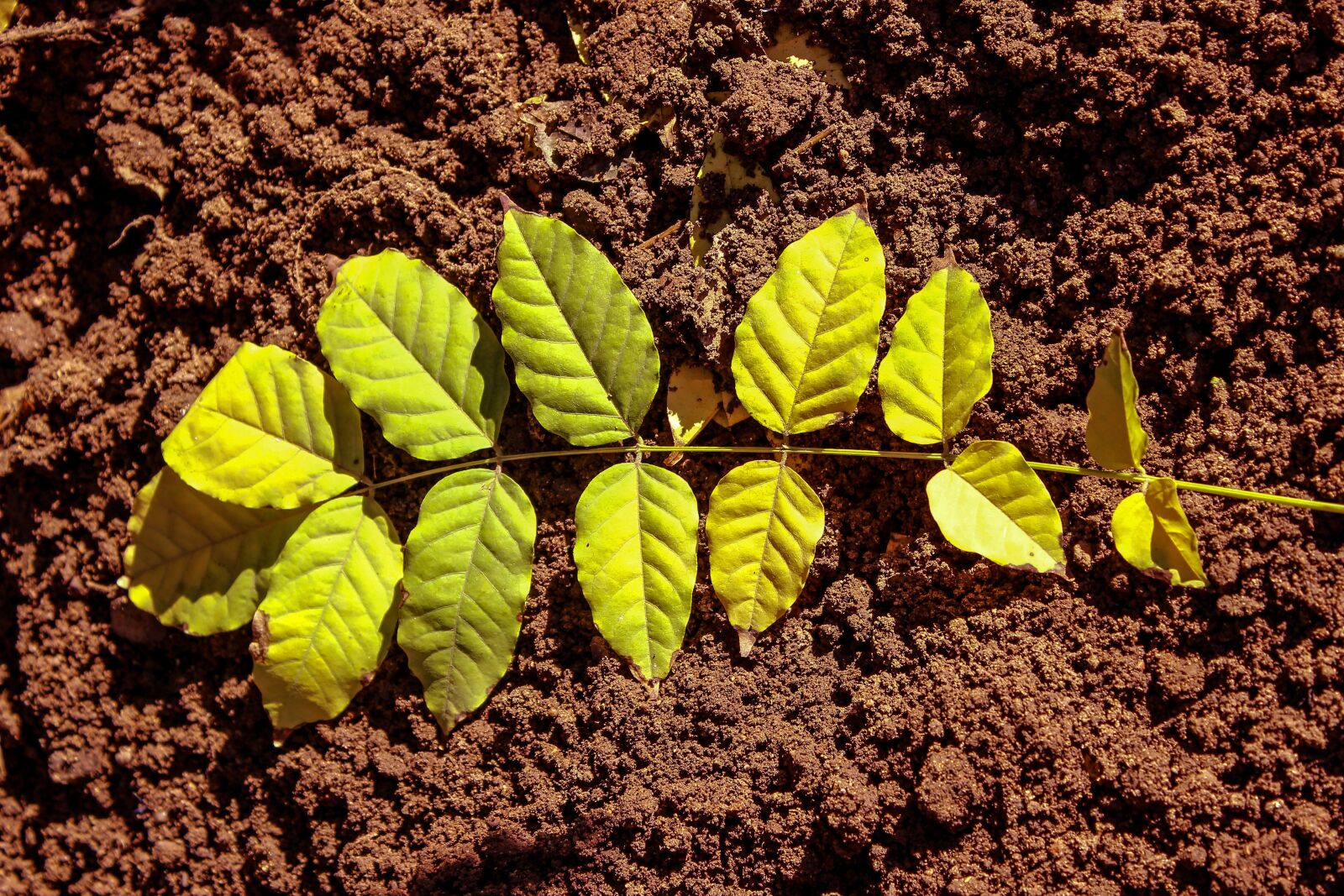 Canon EOS 600D (Rebel EOS T3i / EOS Kiss X5) sample photo. Leaf, earth, green leaves photography