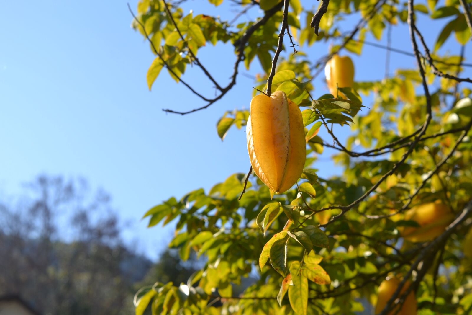 Nikon D3100 sample photo. Fruit, carom, yellow photography
