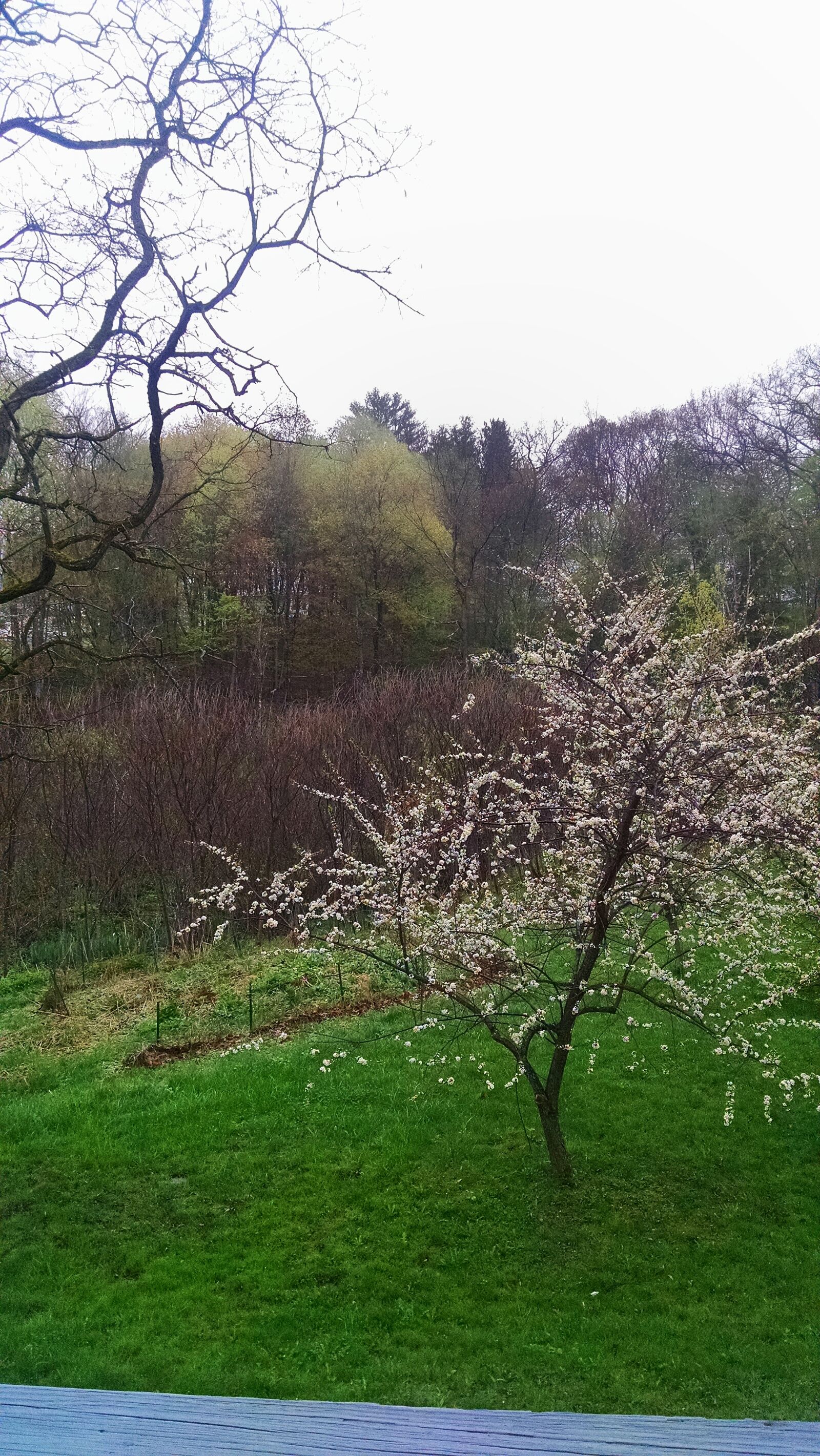 Motorola Moto X (1st Gen) sample photo. Blooms, rain, spring, tree photography