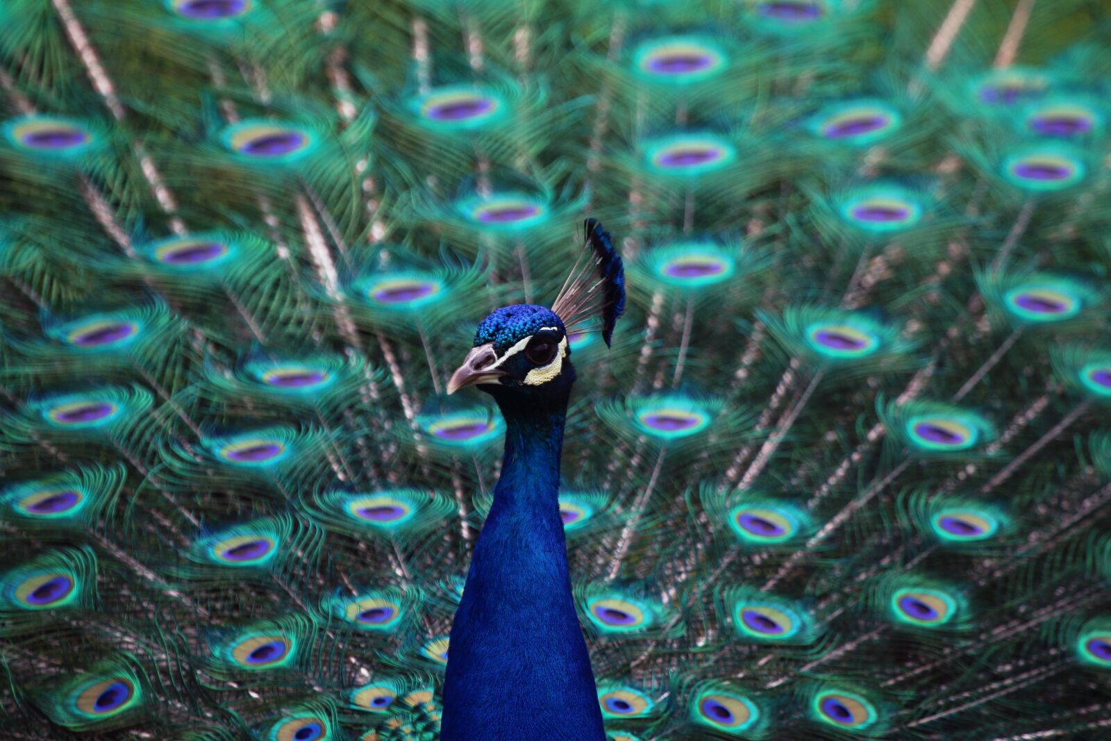 Canon EOS 70D + Canon EF 100-400mm F4.5-5.6L IS USM sample photo. Peacock, peacock feather, bird photography