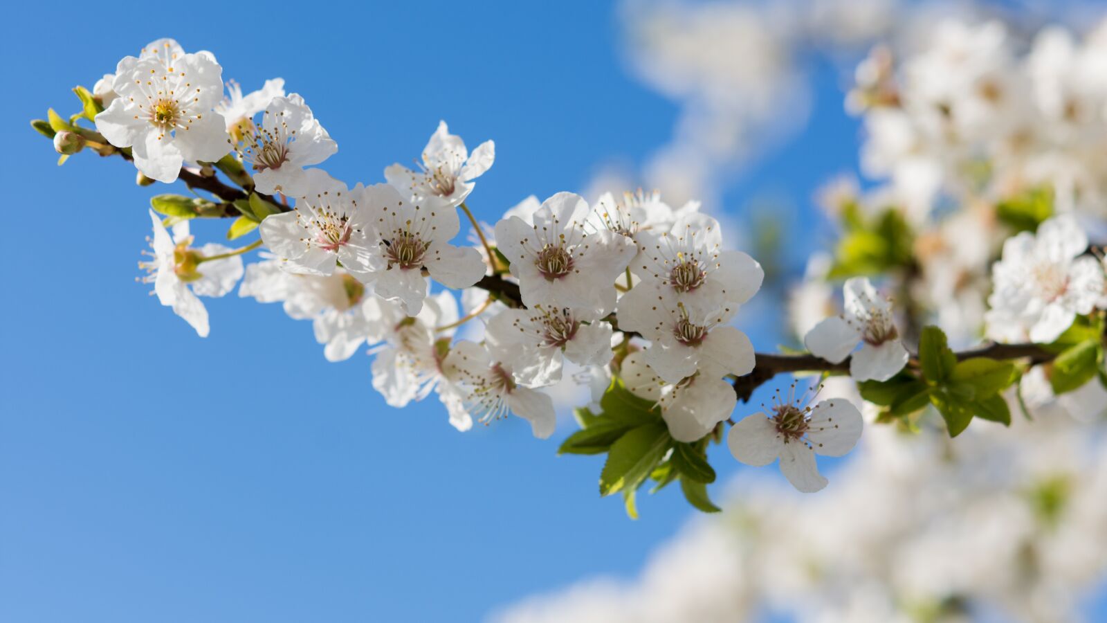 Nikon D7200 sample photo. Nature, flowers, cherry photography