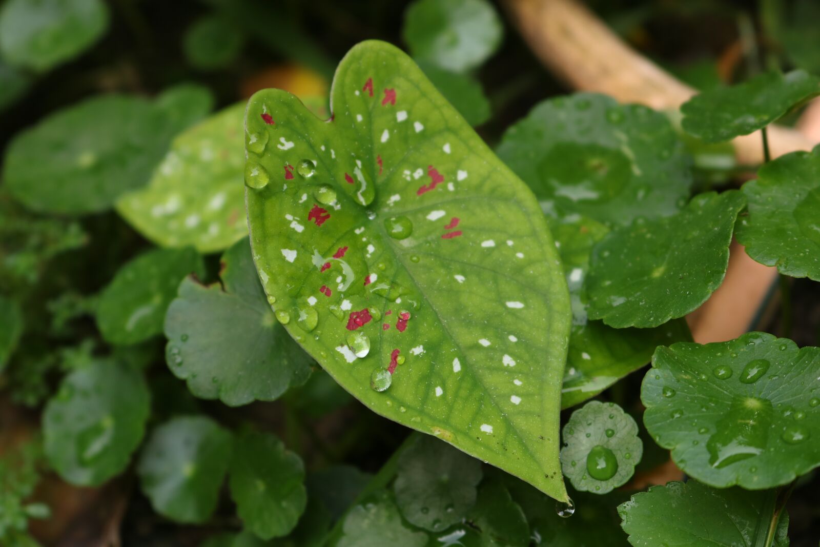 Canon EOS 750D (EOS Rebel T6i / EOS Kiss X8i) sample photo. Leaf, nature, gar photography