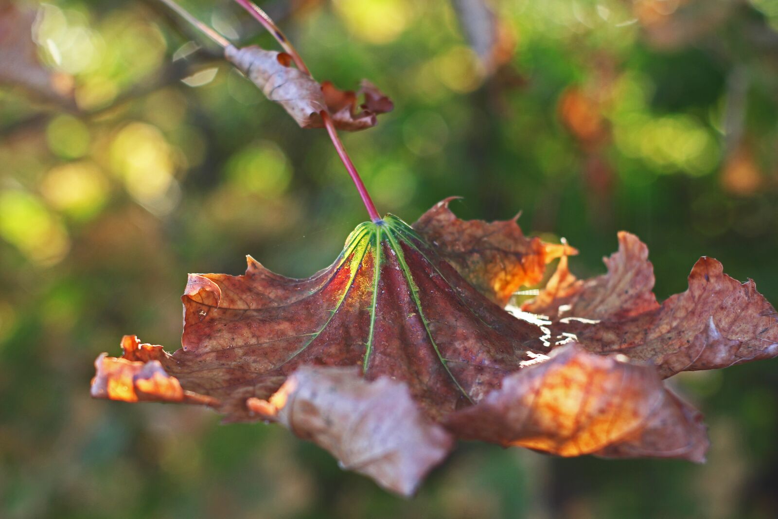 Canon EOS 700D (EOS Rebel T5i / EOS Kiss X7i) sample photo. Foliage leaf, fall foliage photography
