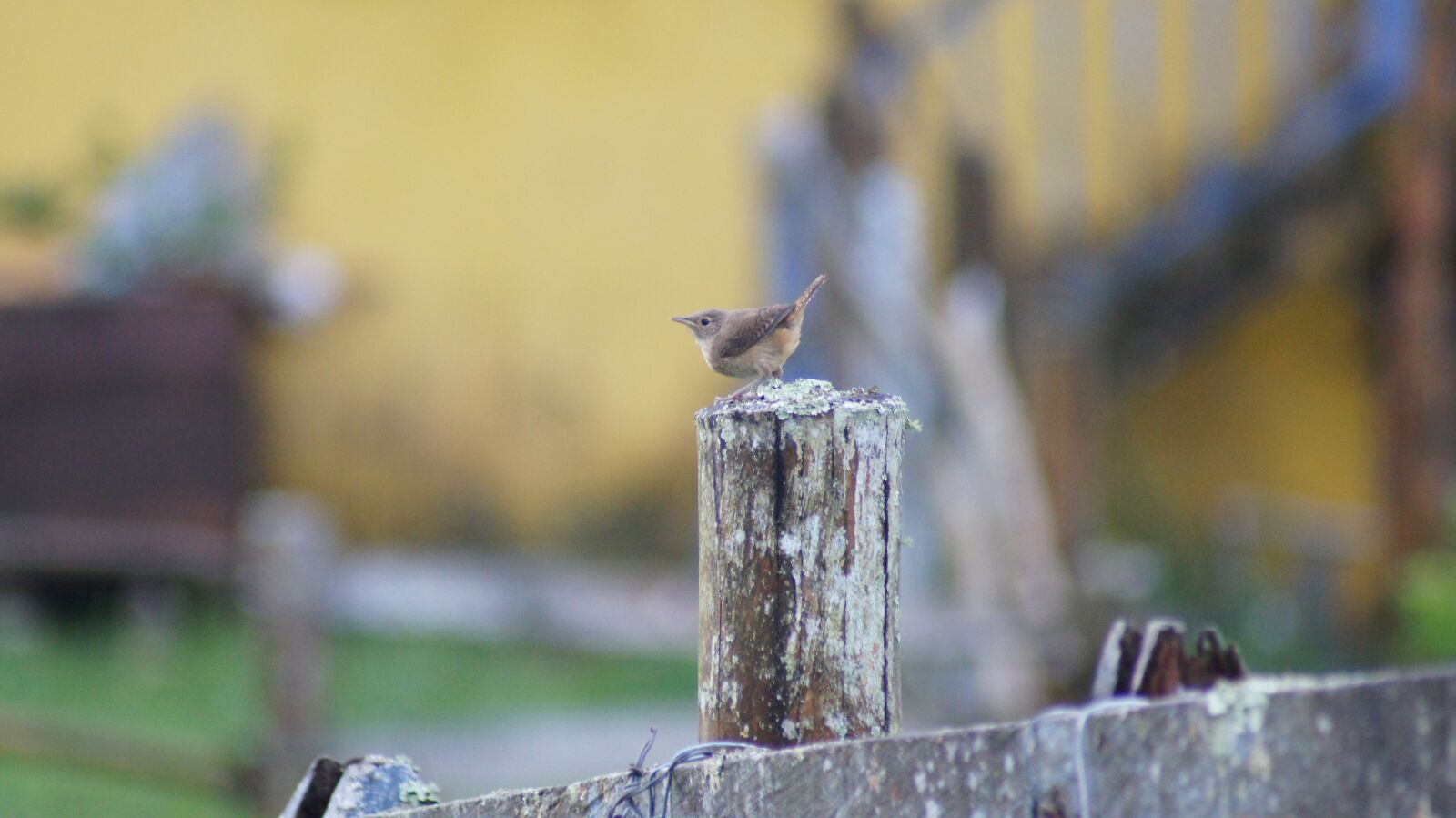 Sony SLT-A55 (SLT-A55V) sample photo. Nature, the, field photography