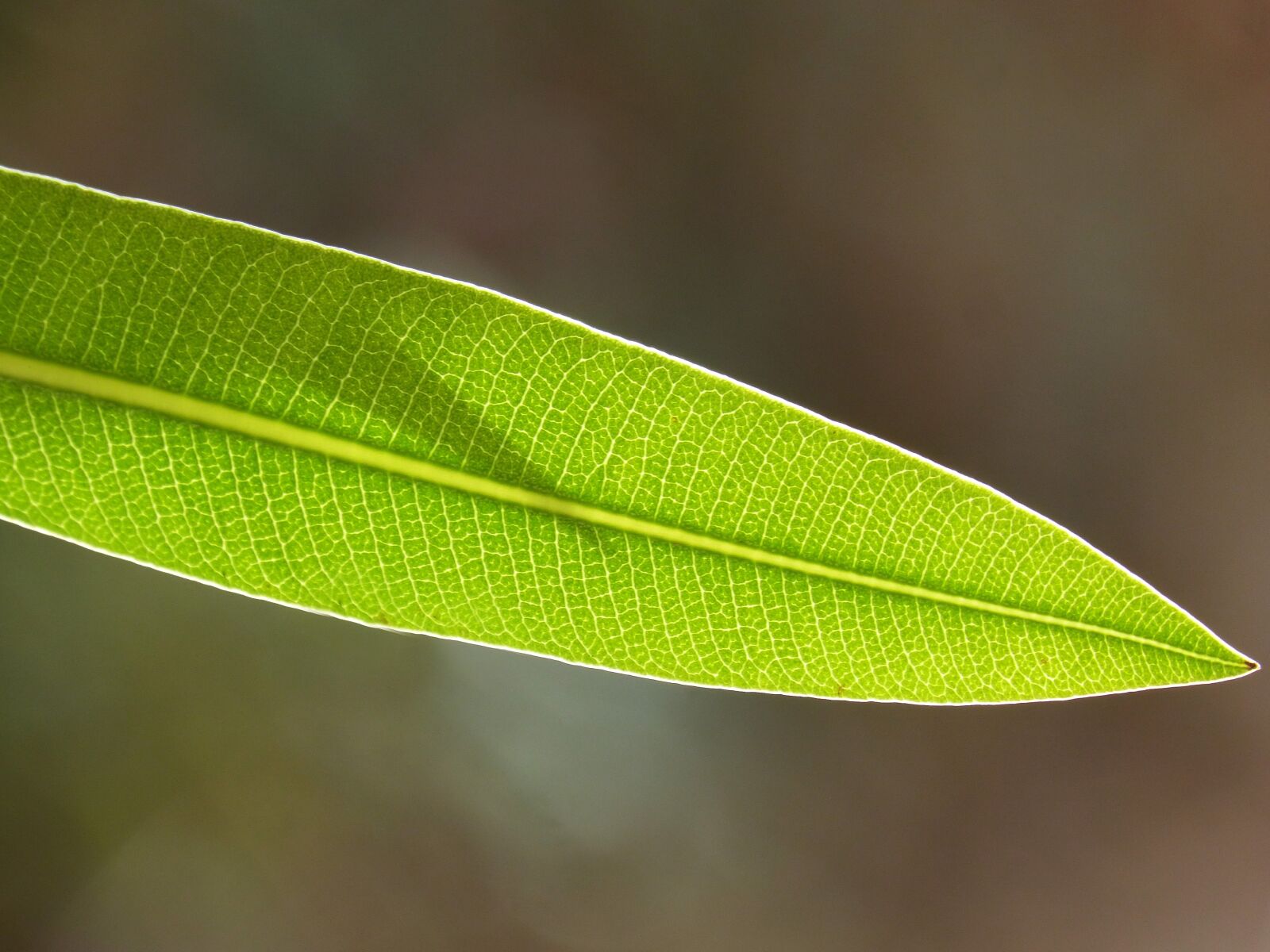 Panasonic DMC-FZ62 sample photo. Leaf, plant, texture photography