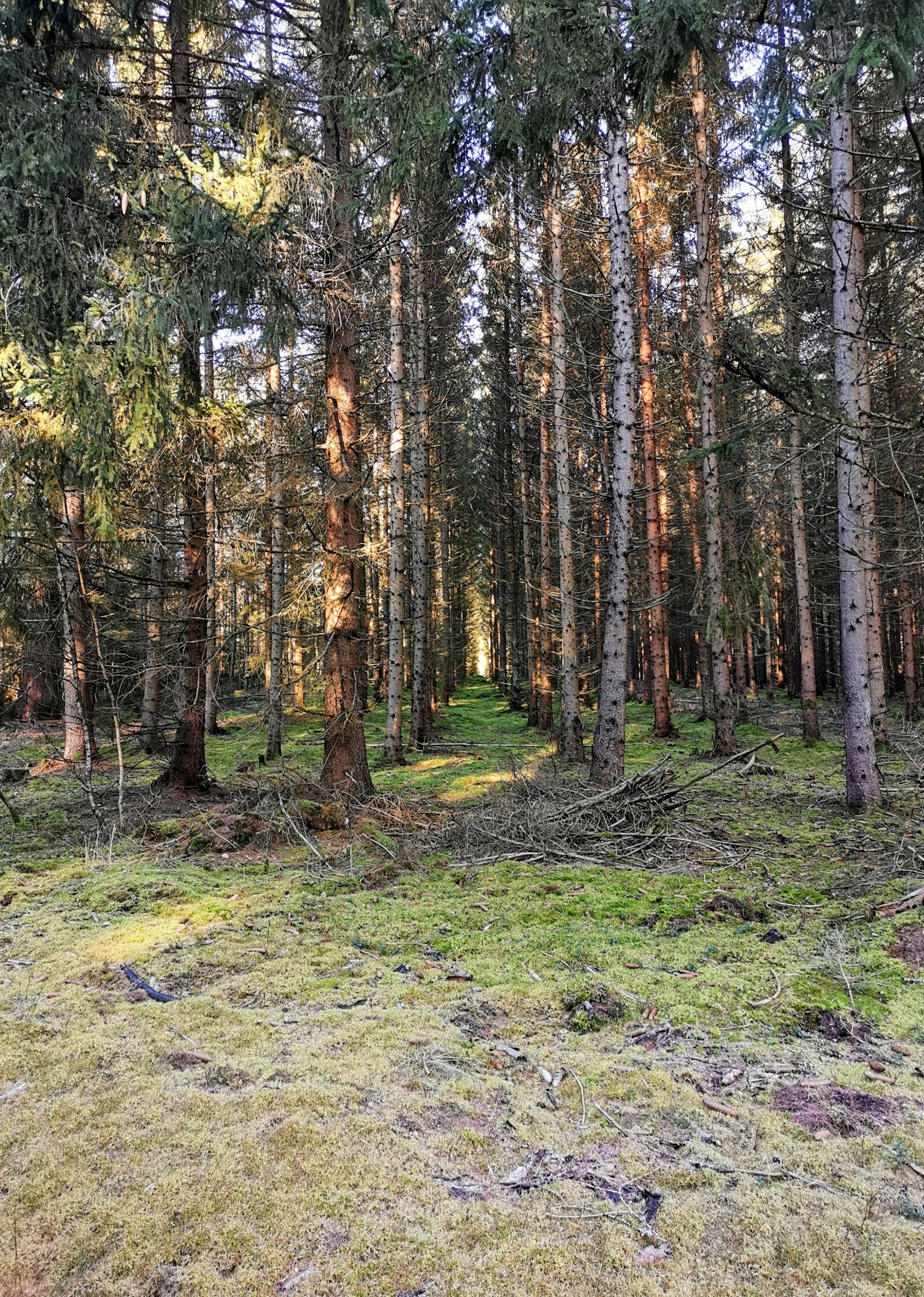 HUAWEI P30 sample photo. Forest, ground, forest floor photography
