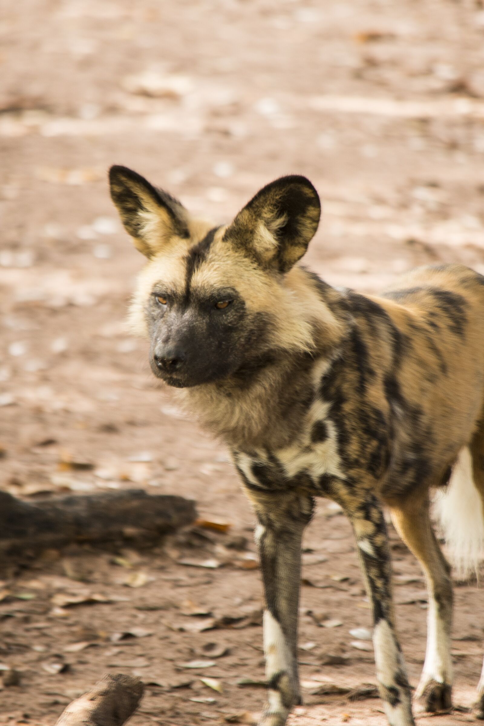 Nikon D800 sample photo. Wild dog, wildlife, dog photography