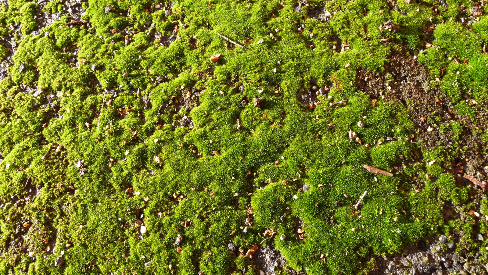 Panasonic Lumix DMC-FZ28 sample photo. Moss, growing, on photography