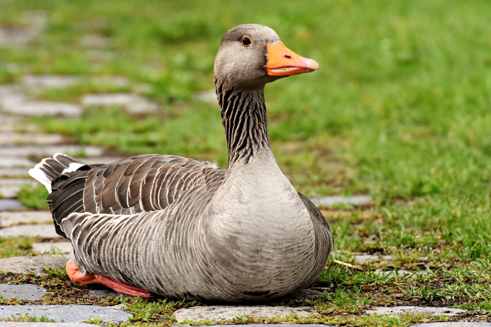 Nikon D7200 sample photo. Goose, wild goose, water photography