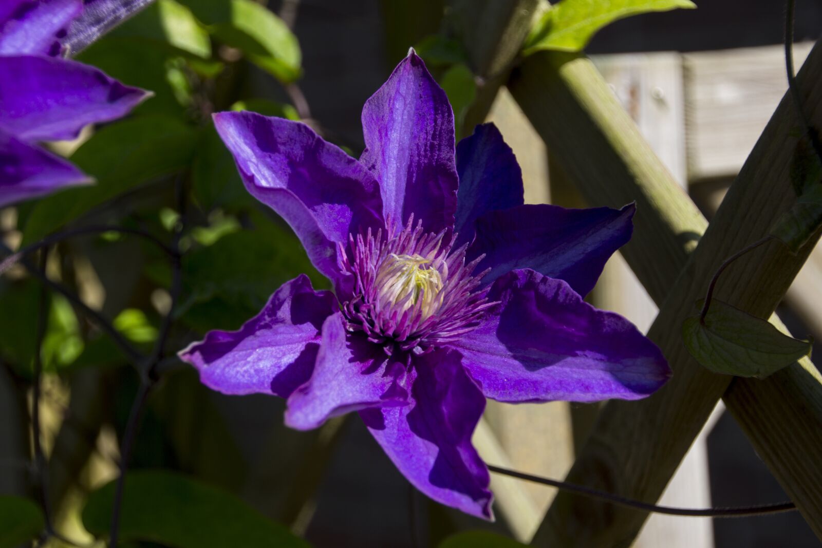 Canon EOS 60D sample photo. Flower, clematis, blossom photography