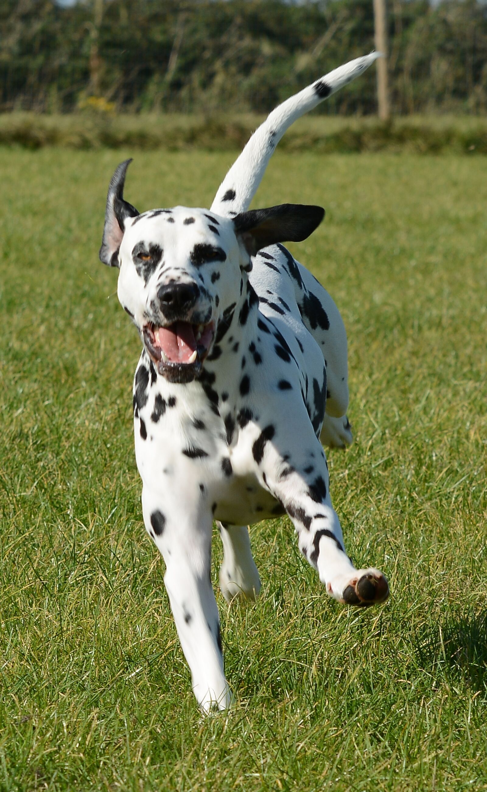 Nikon D7100 sample photo. Dalmatian, dog, animal photography