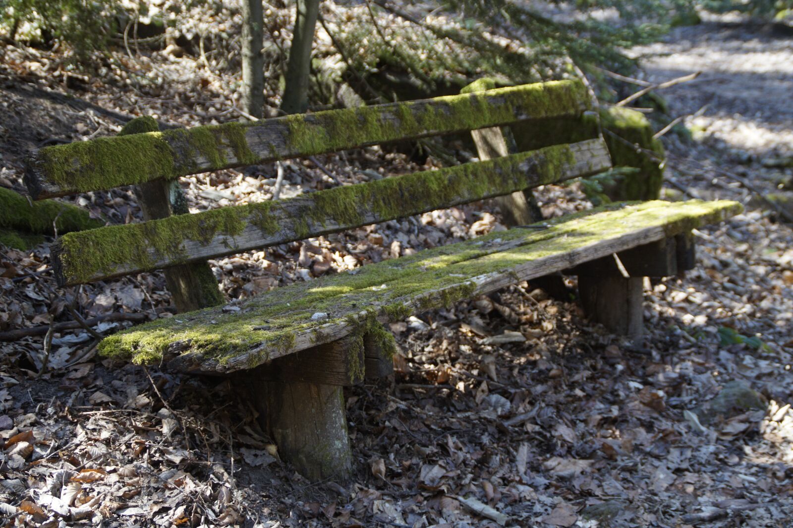 Sony SLT-A58 sample photo. Wood, nature, tree photography