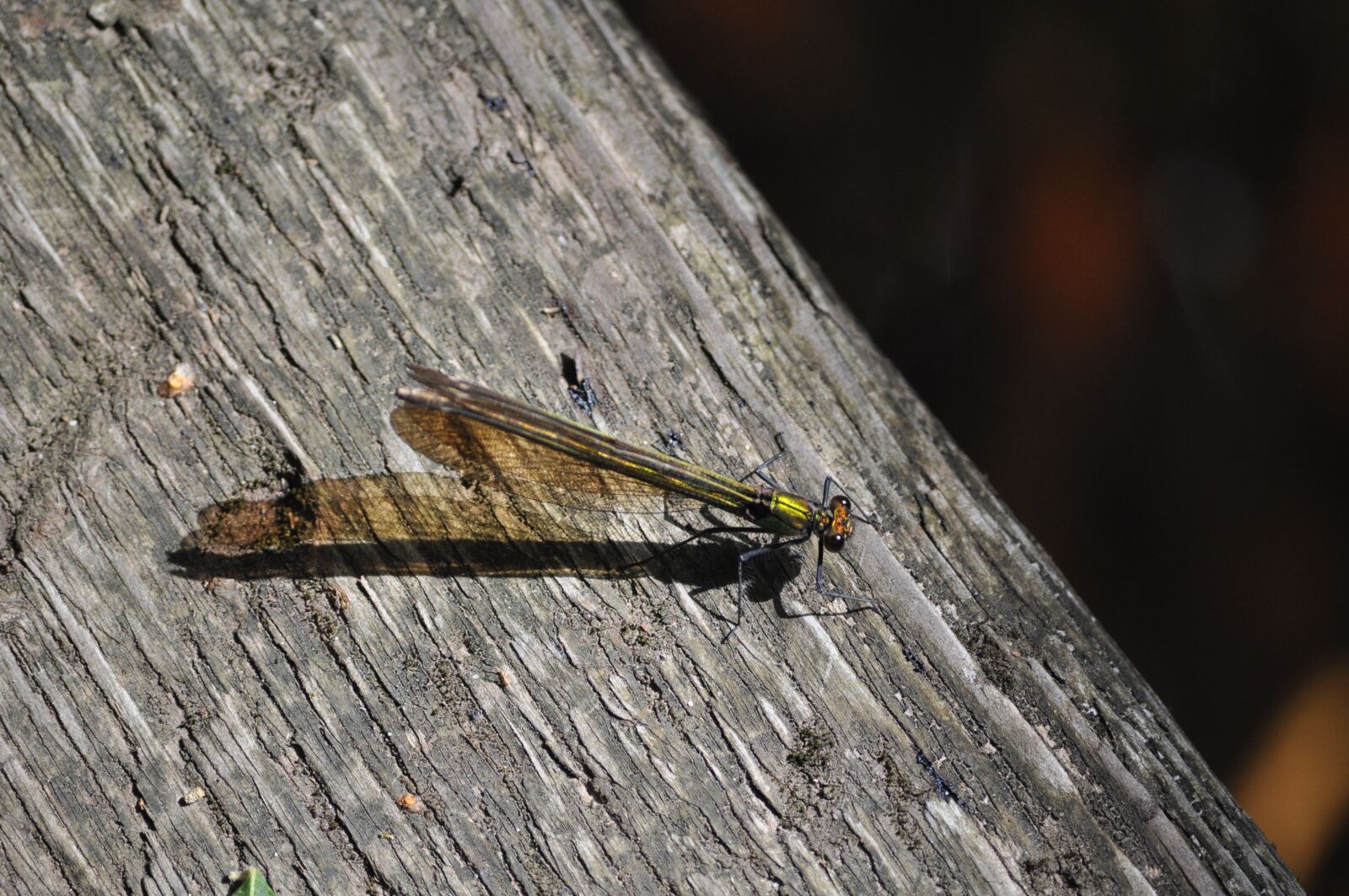 Nikon D5000 sample photo. Damselfly, dragonfly, insect photography