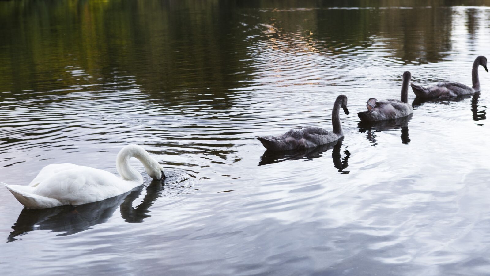 Canon EOS 5D Mark II sample photo. United kingdom, scotland, animal photography