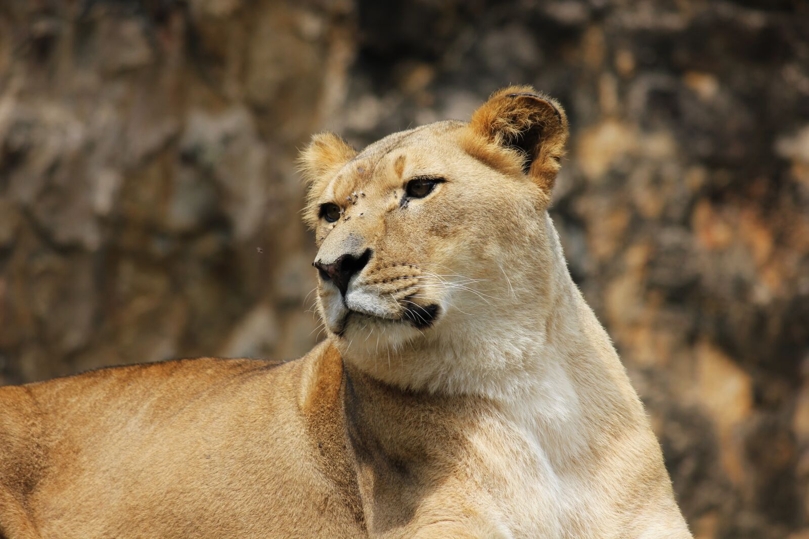 Canon EOS 550D (EOS Rebel T2i / EOS Kiss X4) sample photo. Lion, predator, big cat photography