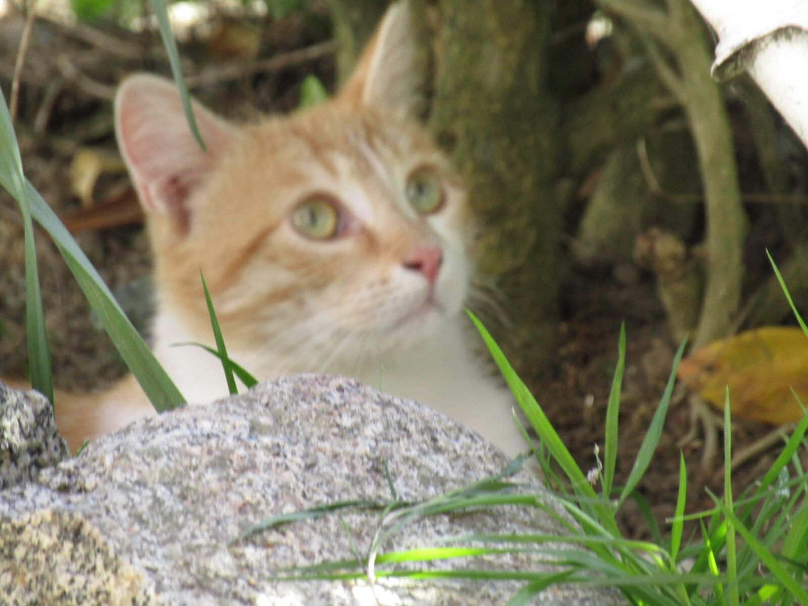 Canon POWERSHOT SX412 IS sample photo. Cat, red, white photography